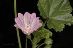 Malva neglecta